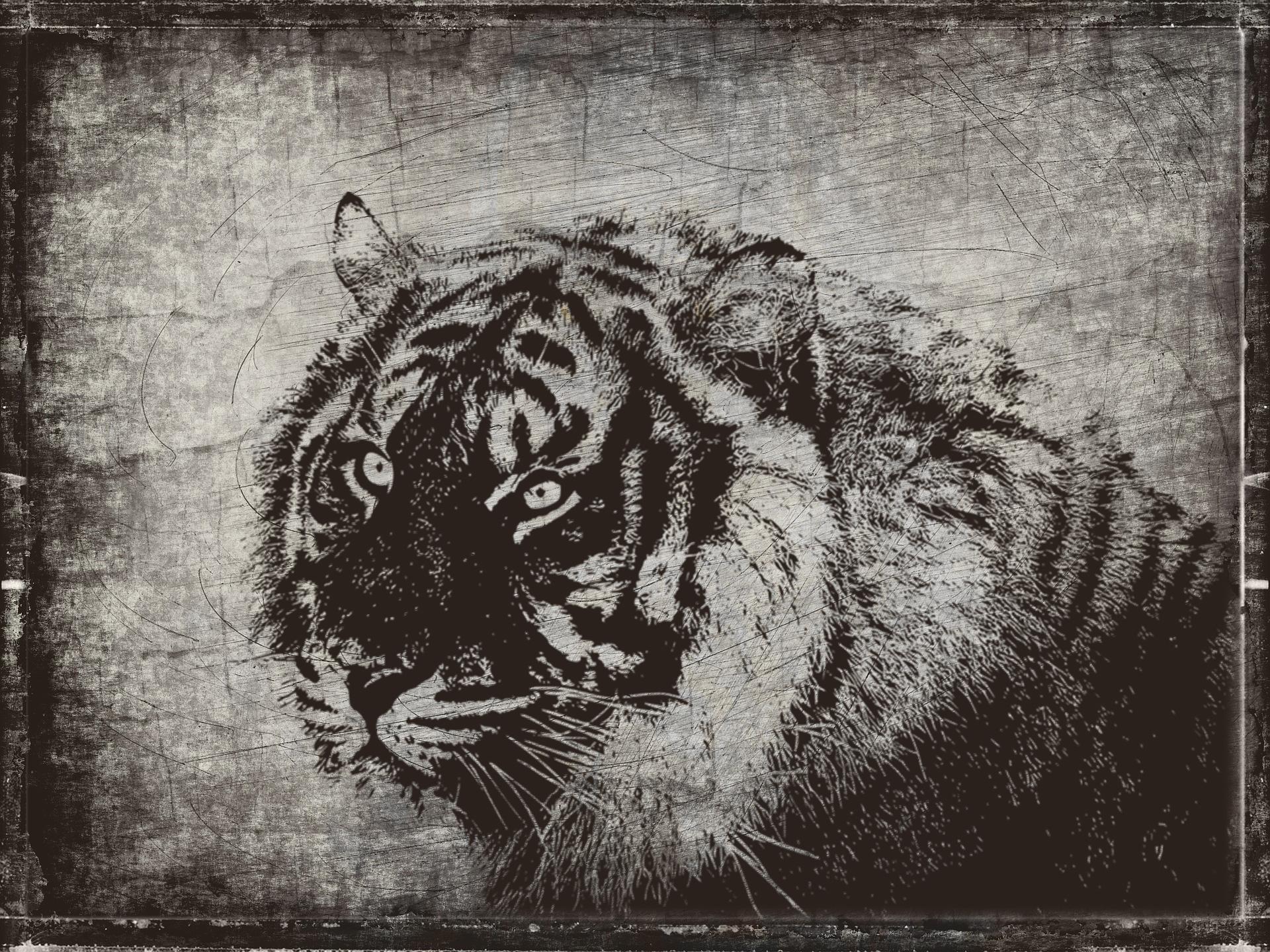 India: A Tiger’s Playground By Keya Mirani